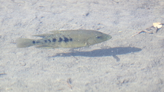 Herichthys minckleyi