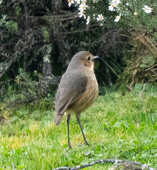 Grallaria quitensis