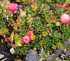 Disterigma empetrifolium