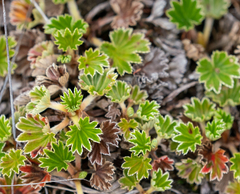 Alchemilla orbiculata