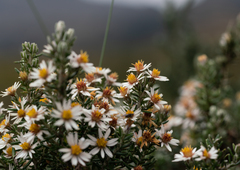 Diplostephium ericoides