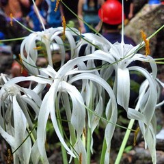 Hymenocallis tubiflora
