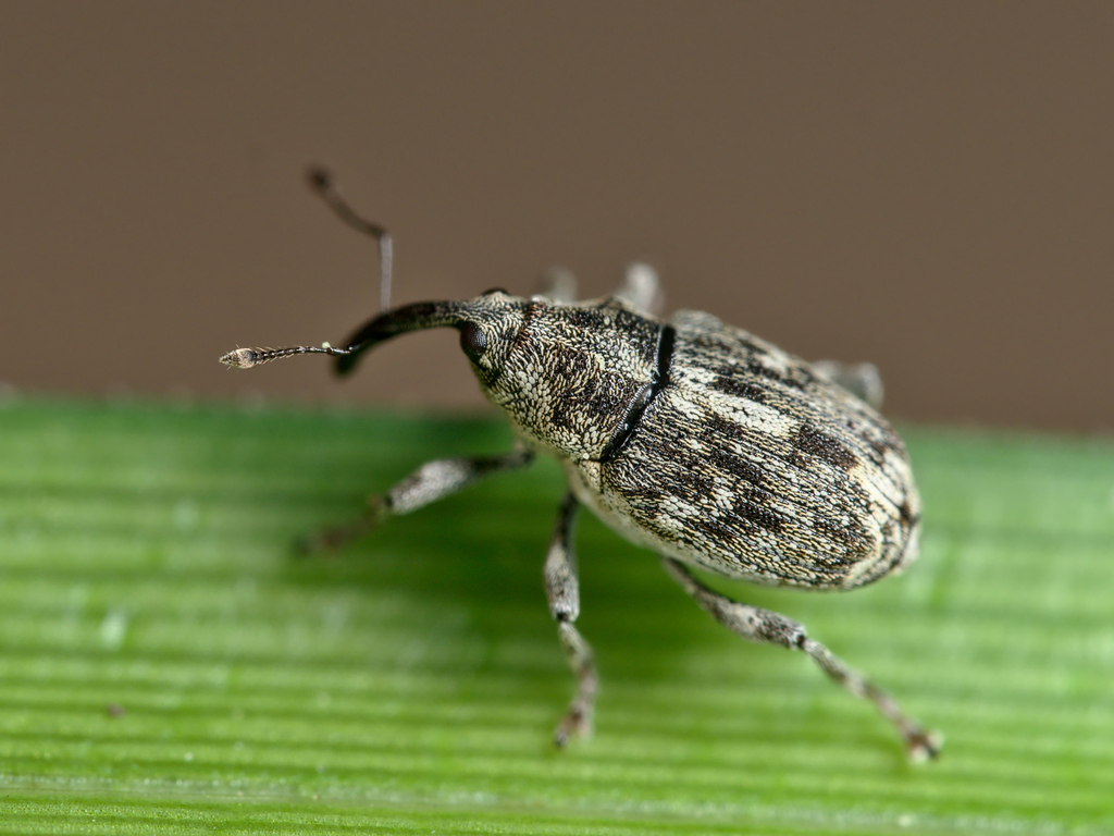 Datonychus melanostictus