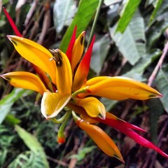 Heliconia