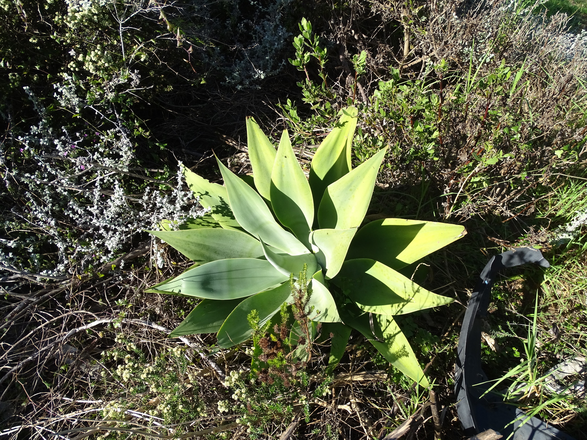 Imagem de Agave-dragão
