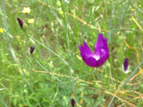 Image of Callirhoe pedata by (c) Nathan May, some rights reserved (CC BY)