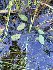 Potamogeton natans