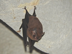 Balantiopteryx io