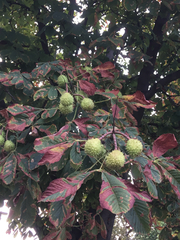 Aesculus hippocastanum