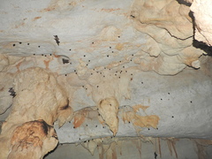 Balantiopteryx io