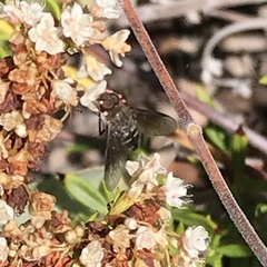Chrysanthrax vanus