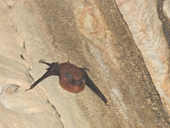 Peropteryx macrotis
