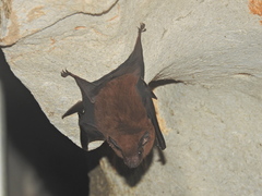 Peropteryx macrotis