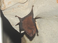 Peropteryx macrotis