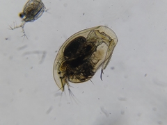 Camptocercus rectirostris