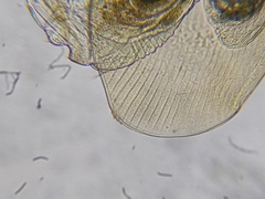 Camptocercus rectirostris