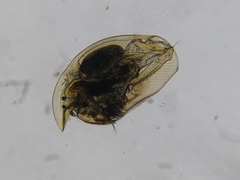 Camptocercus rectirostris