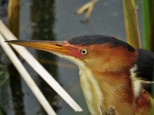 Least Bittern