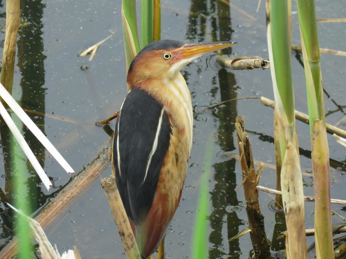 Least Bittern