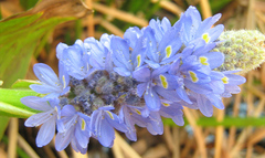 Angiospermae