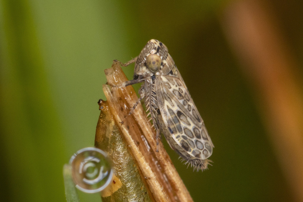 Polyamia obtecta