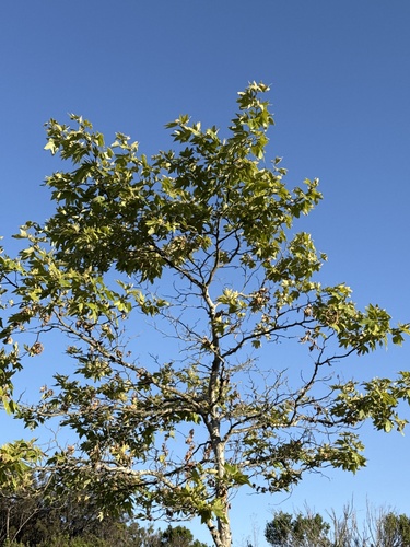 California Sycamore foliage