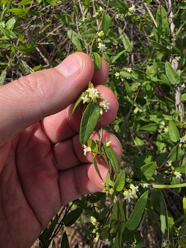 Image of Metastelma barbigerum by (c) Cleveland Powell, some rights reserved (CC BY)