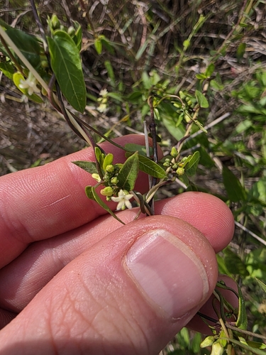Image of Metastelma barbigerum by (c) Cleveland Powell, some rights reserved (CC BY)