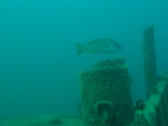 Lutjanus argentiventris