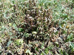 Euphrasia ossica