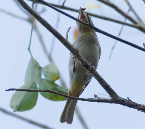 Rose-throated Tanager (Piranga roseogularis), photo 8