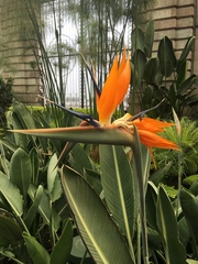 Strelitzia