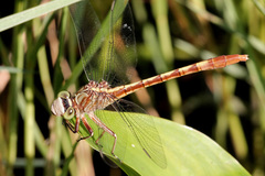 Arigomphus pallidus