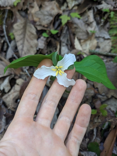 Image of Trillium catesbaei by (c) Alaina Krakowiak, some rights reserved (CC BY)