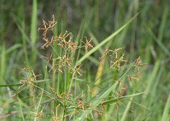 Rhynchospora inundata