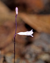 Apteria aphylla