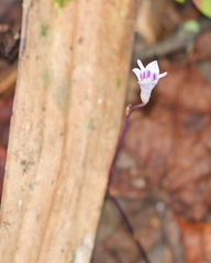 Apteria aphylla