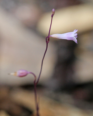 Apteria aphylla