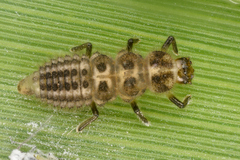Anisosticta novemdecimpunctata