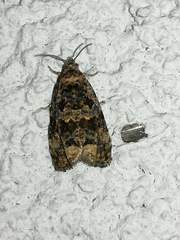 Endothenia