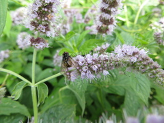 Graphomya maculata