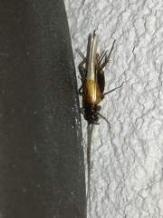 Stenonemobius gracilis