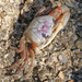 Atlantic Sand Fiddler Crab - Photo (c) Mary Keim, some rights reserved (CC BY-NC-SA)
