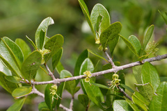 Forestiera segregata