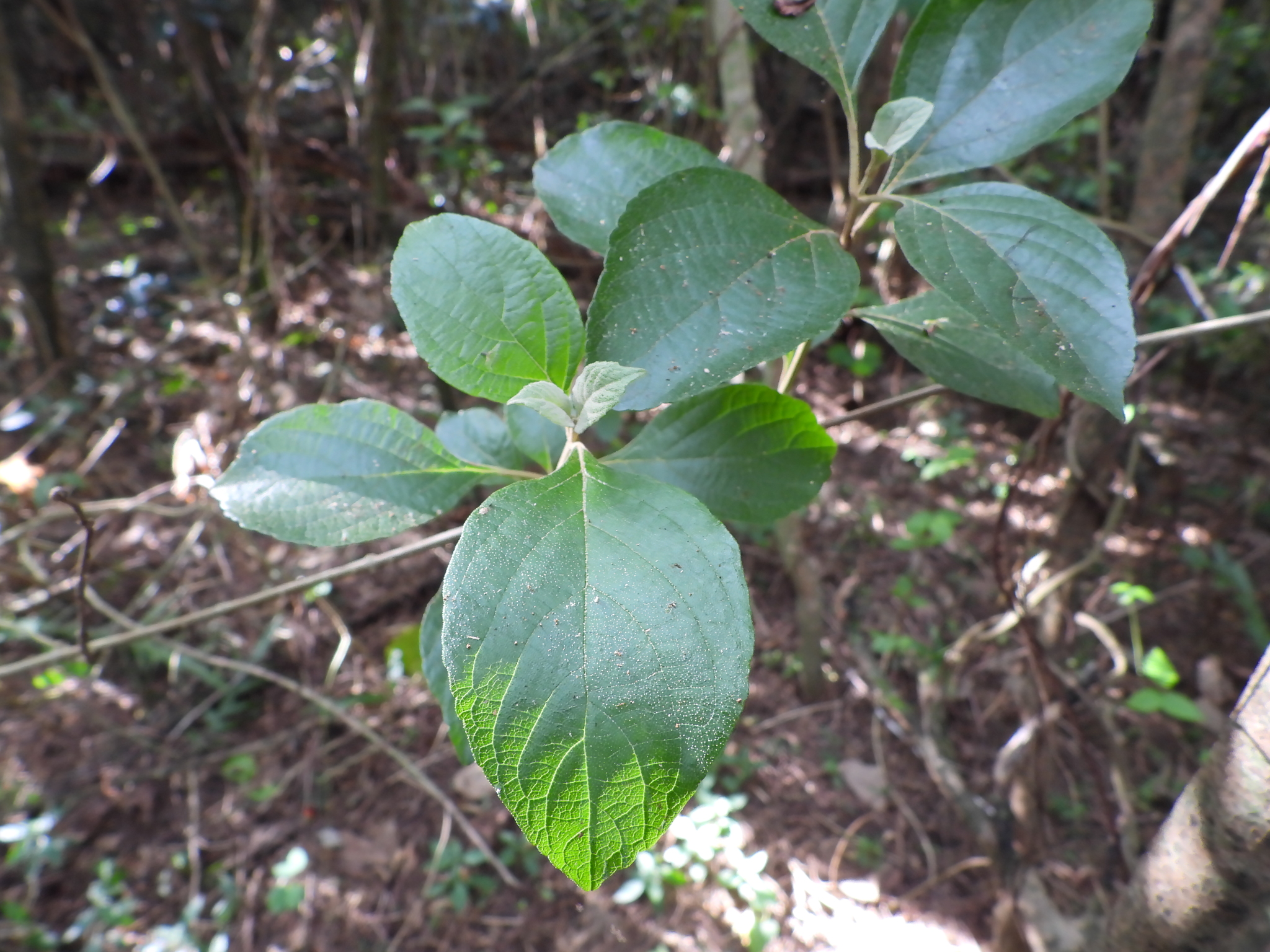 Callicarpa lamii