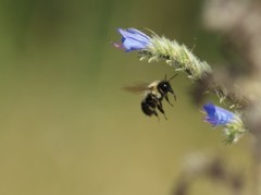 Bombus sandersoni