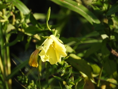 Oenothera oehlkersi
