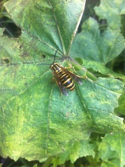 Vespula squamosa
