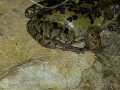 Rana temporaria