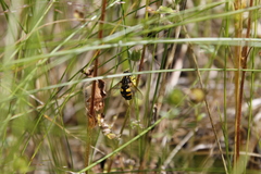 Helophilus obscurus